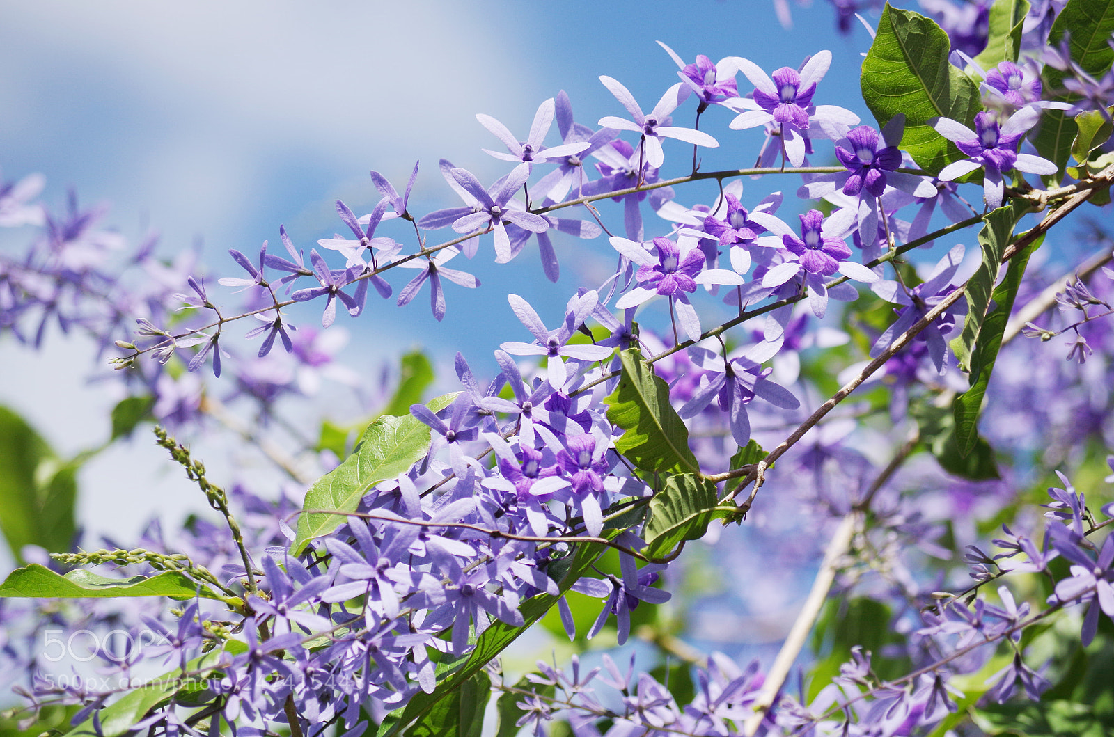Pentax K-50 sample photo. Purple and blue photography
