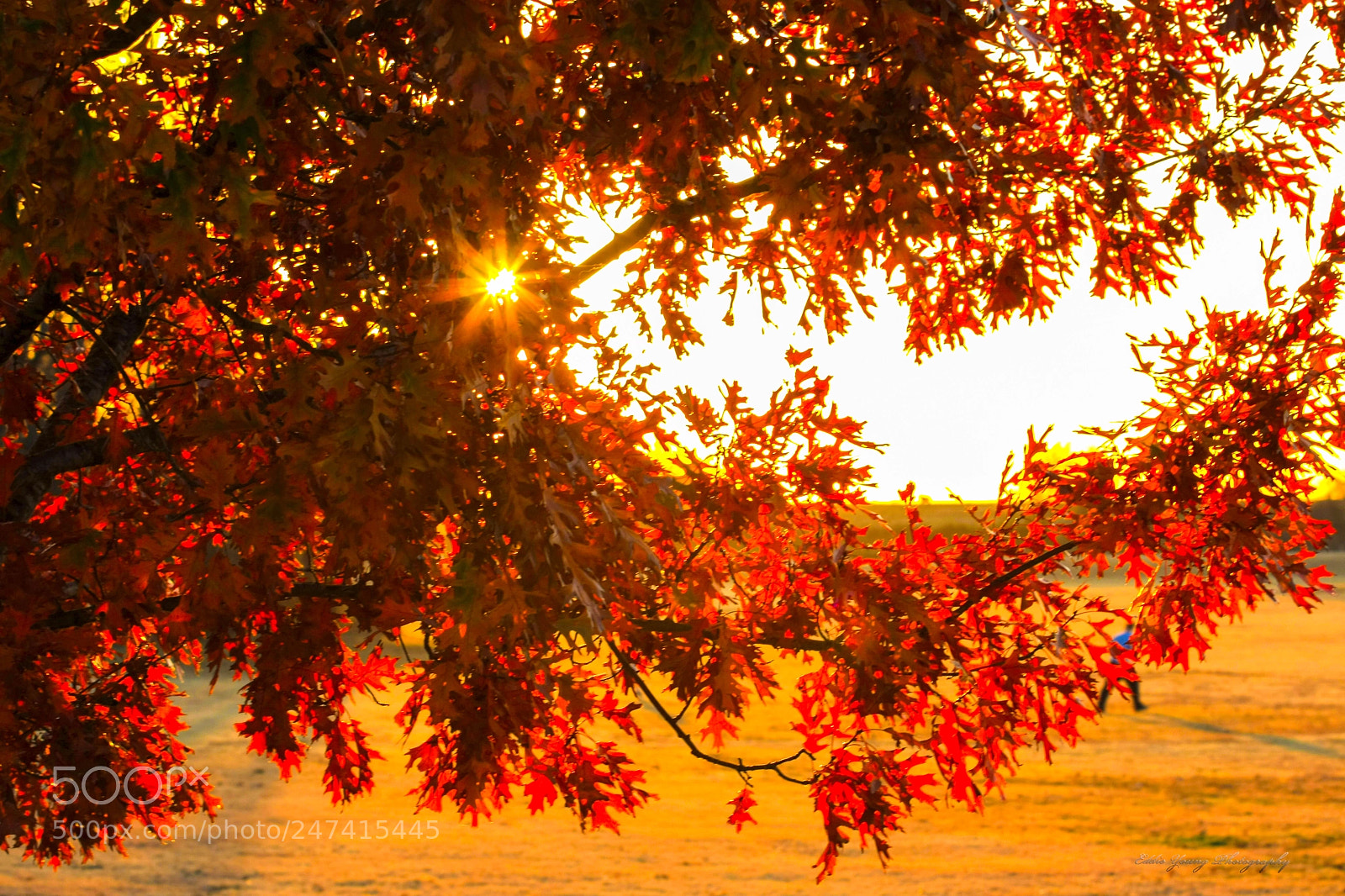 Canon EOS 40D sample photo. Red leaf sunset photography