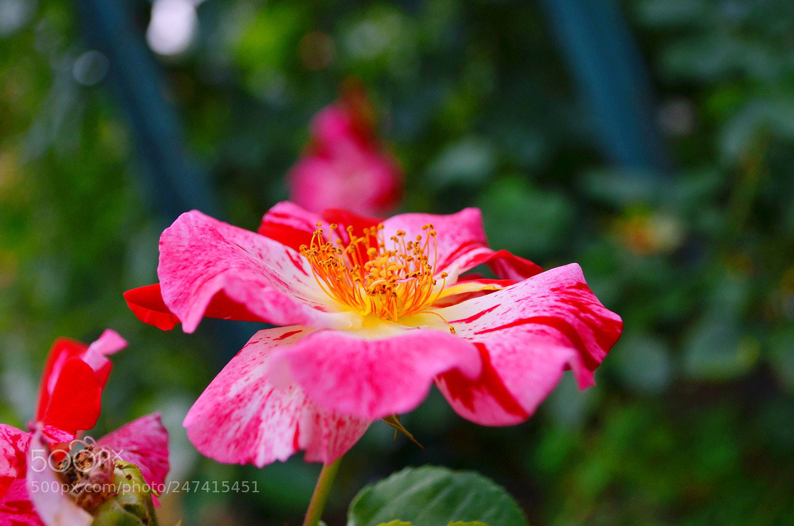 Nikon D5100 sample photo. Untitled photography