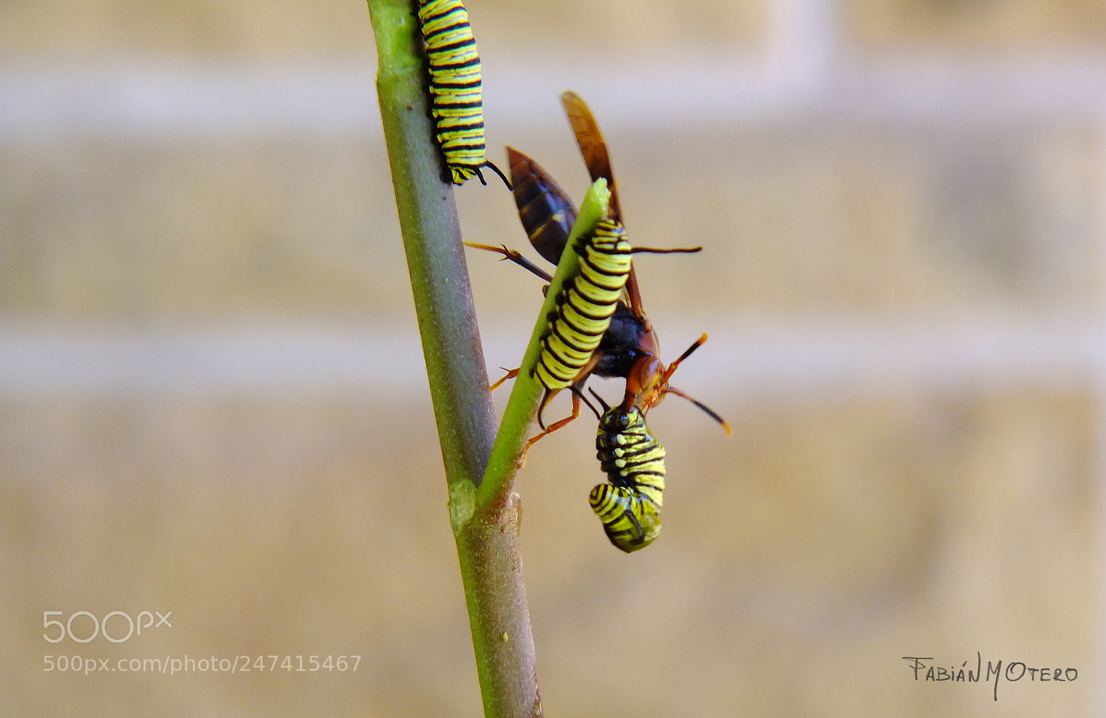 FujiFilm FinePix HS20 EXR (FinePix HS22 EXR) sample photo. Ciclo de vida photography