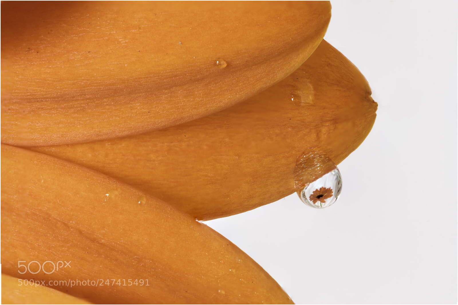 Canon EOS 80D sample photo. A tiny world in photography