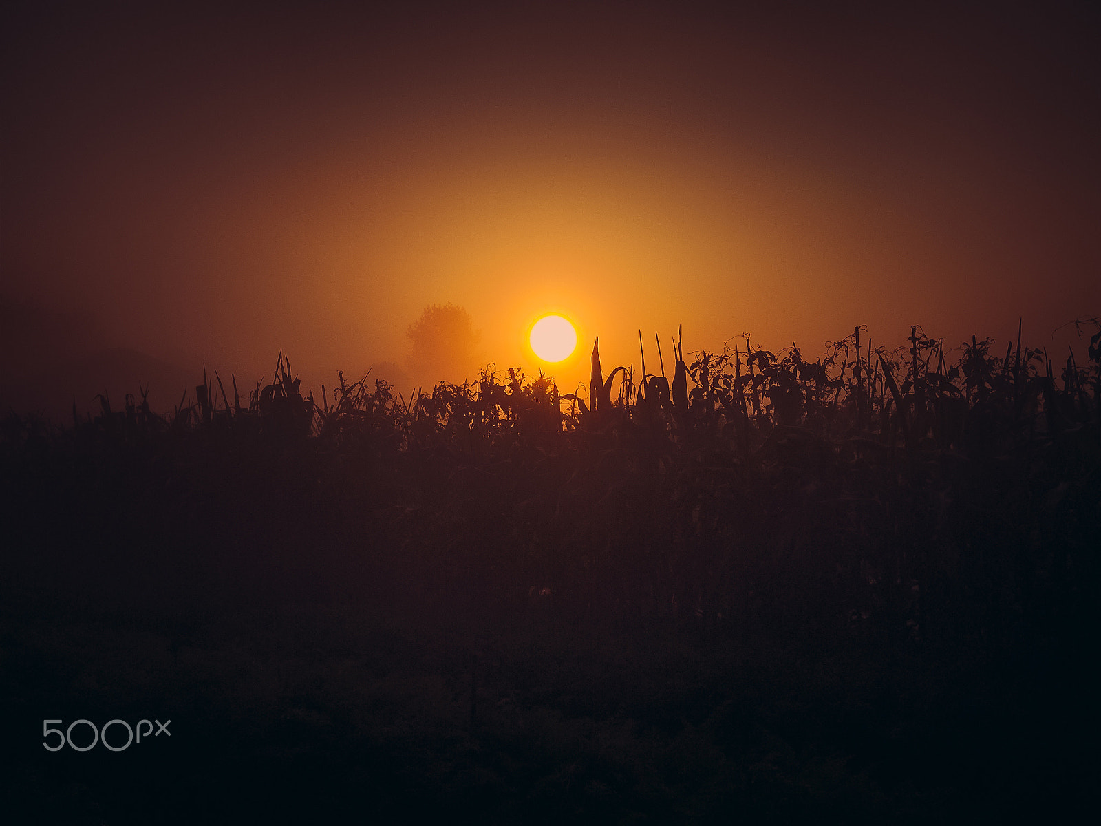Olympus PEN E-P1 sample photo. Sunrise photography