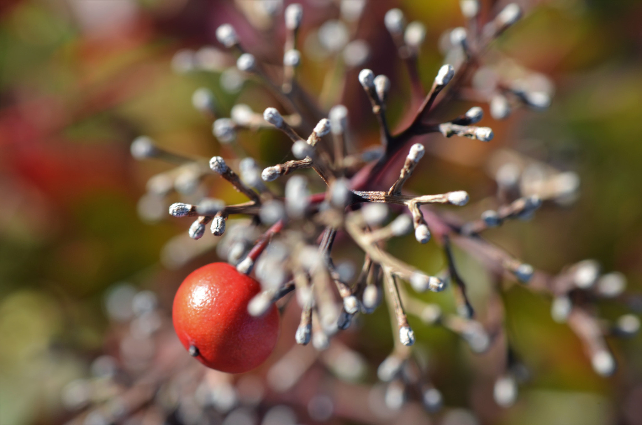 Nikon AF-S DX Micro-Nikkor 85mm F3.5G ED VR sample photo. Red berry photography