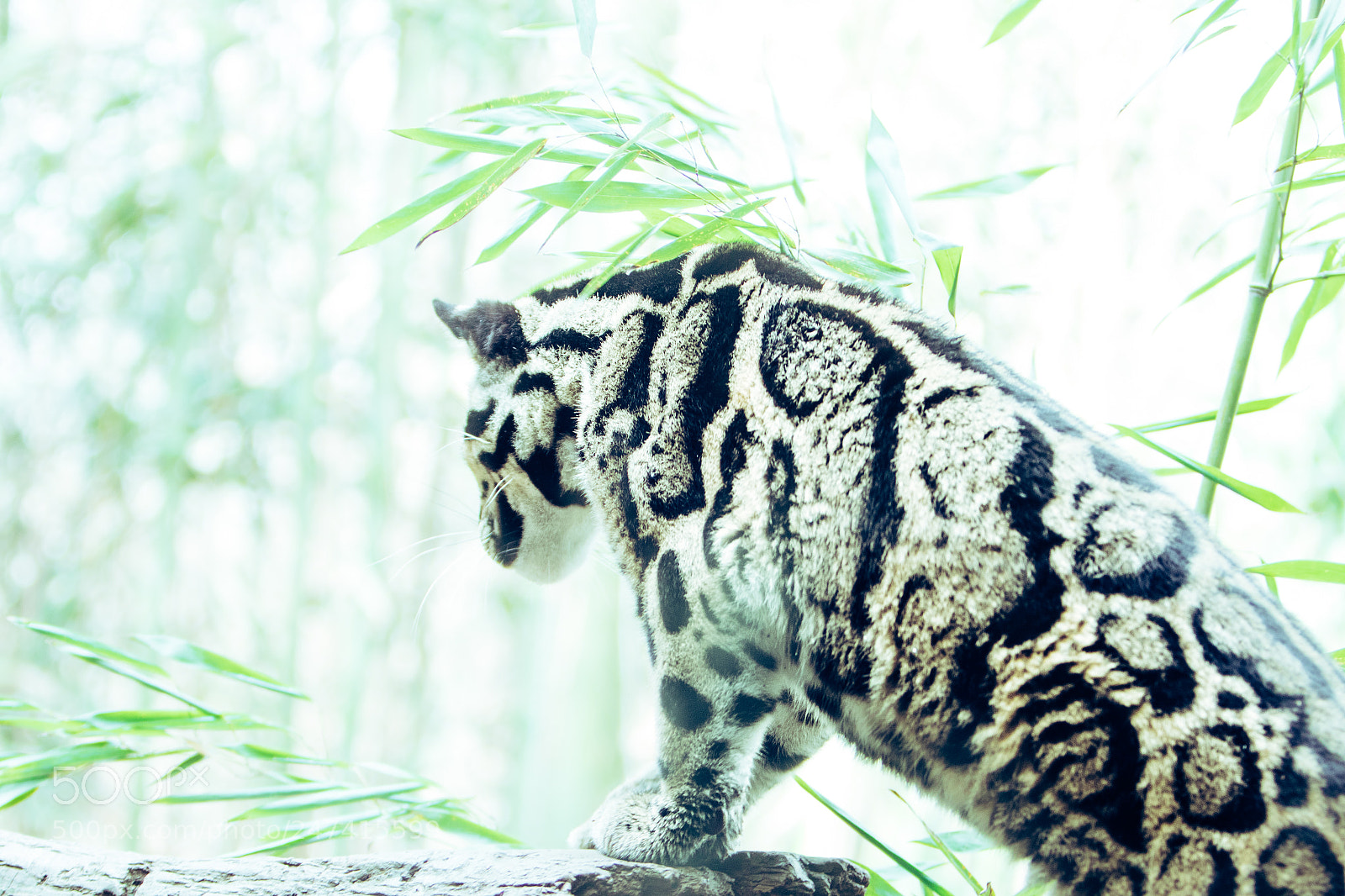 Canon EOS 7D Mark II sample photo. Pounce photography