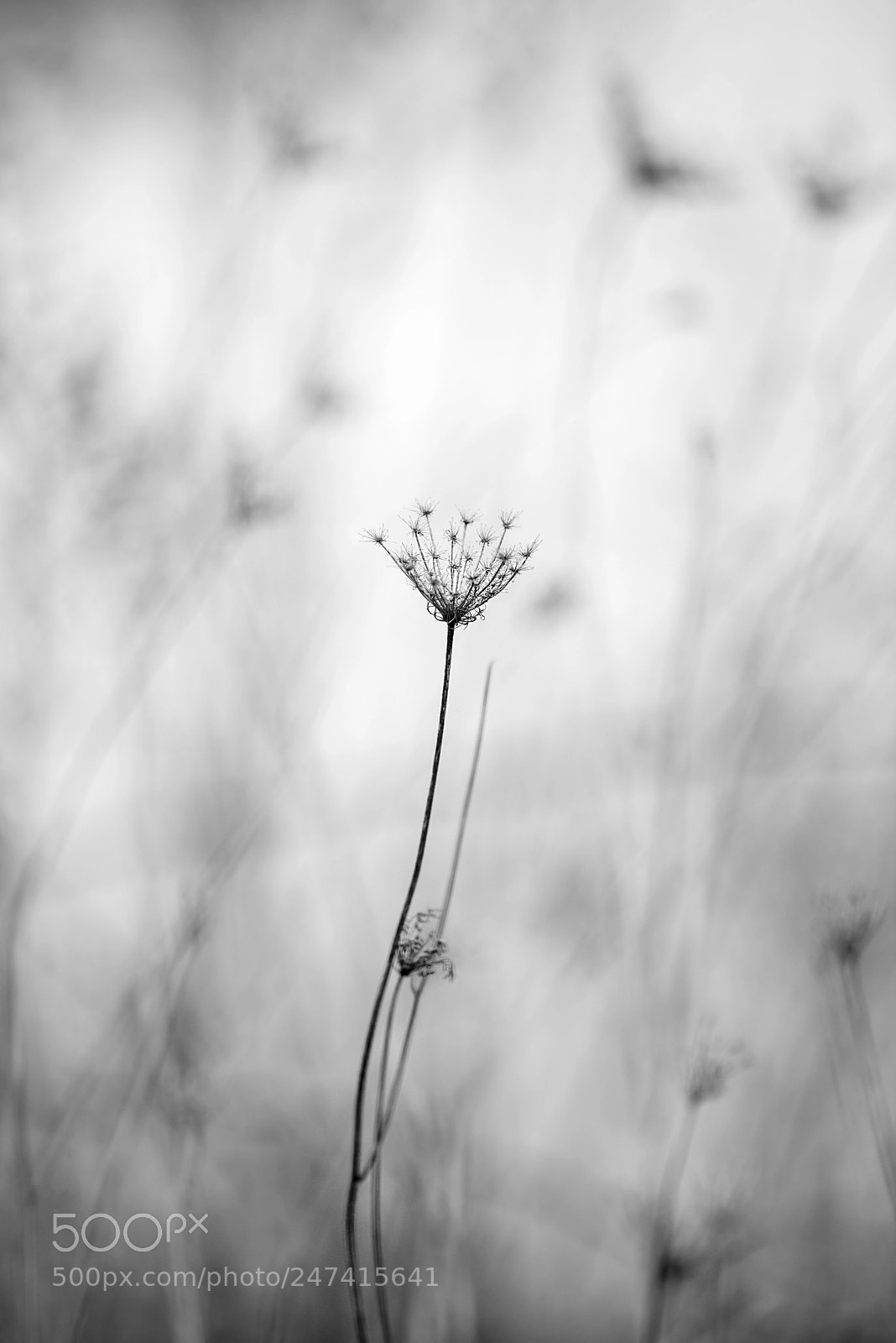Nikon D610 sample photo. Reach photography