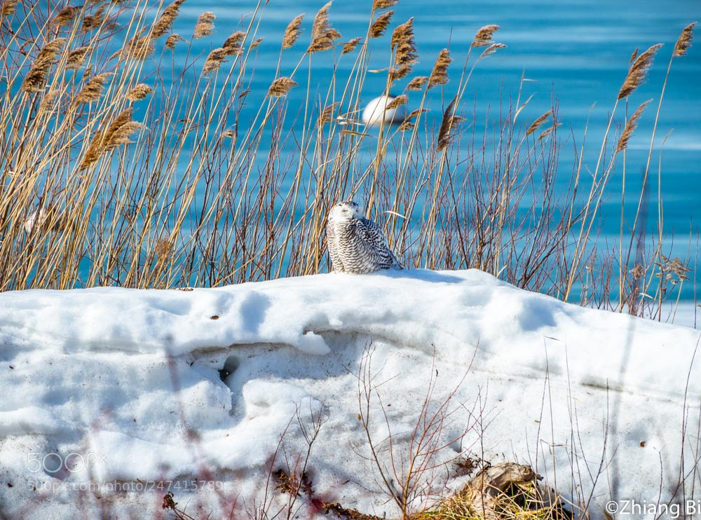 Nikon D610 sample photo. Snowy owl photography