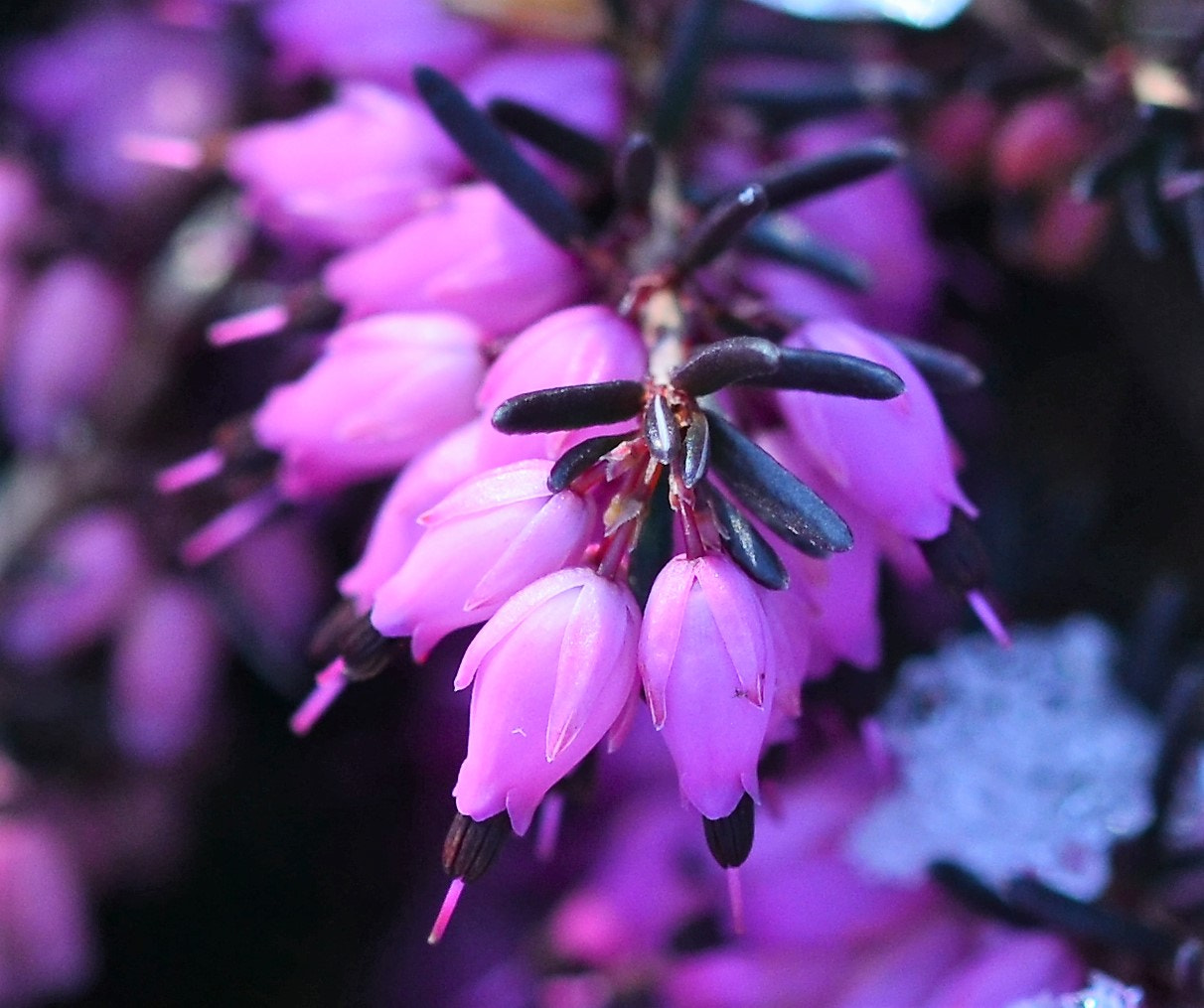Sigma 105mm F2.8 EX DG OS HSM sample photo. Eis und blume photography