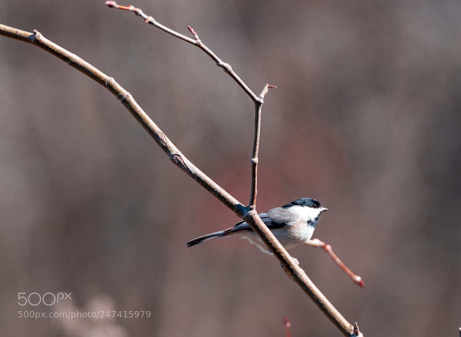 Sony a7R II sample photo. New buds photography