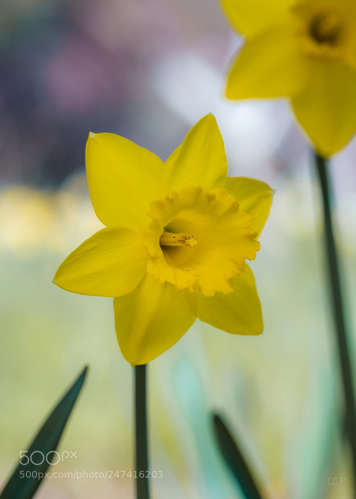 Sony a7R III sample photo. Narcissus photography