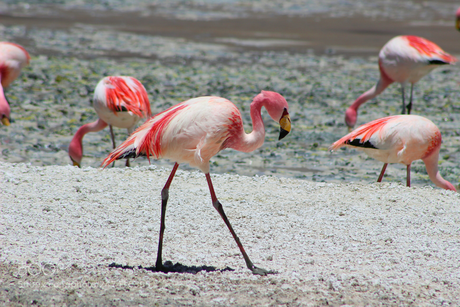 Canon EOS 100D (EOS Rebel SL1 / EOS Kiss X7) sample photo. Flamingo photography