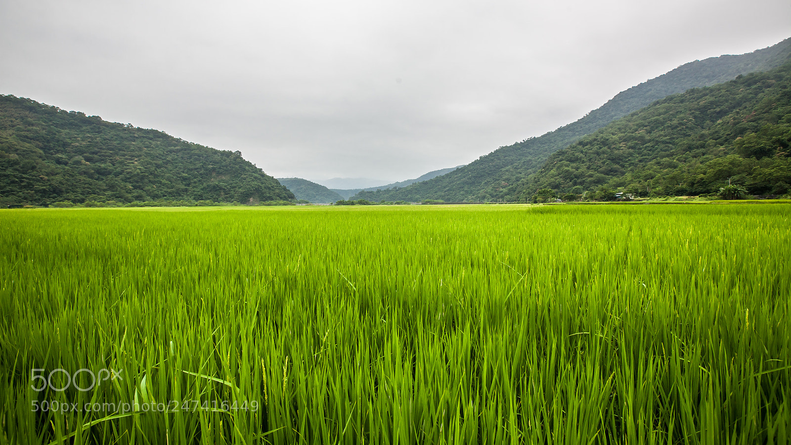 Canon EOS 5D sample photo. Rice photography