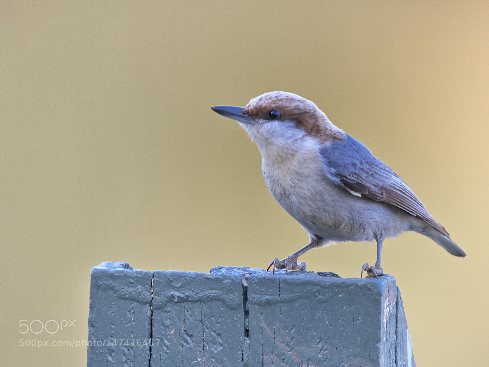 Canon EOS 7D sample photo. Brown headed nuthatch photography