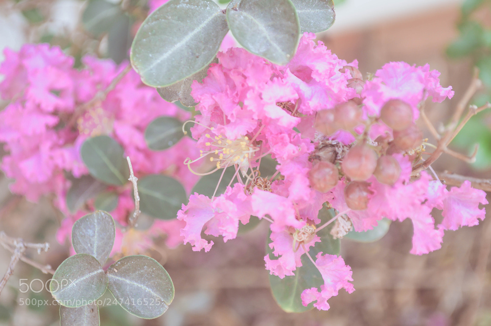 Nikon D3200 sample photo. Flores pra você ??? photography