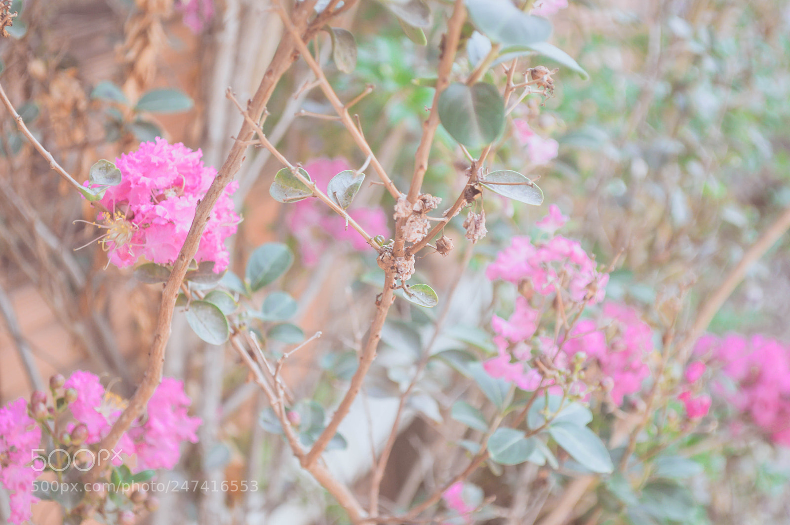 Nikon D3200 sample photo. Flores pra você ??? photography