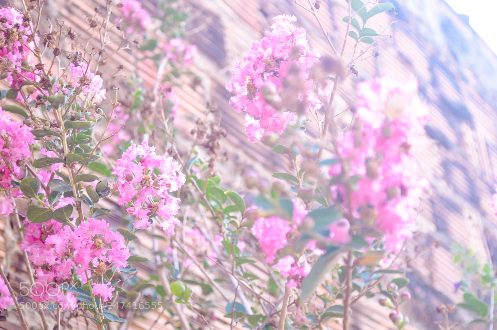 Nikon D3200 sample photo. Flores pra você ??? photography