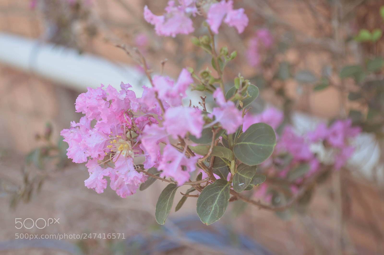 Nikon D3200 sample photo. Flores pra você ??? photography