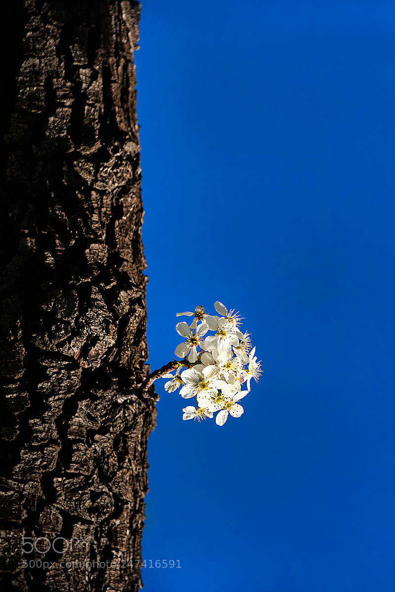 Nikon D610 sample photo. Spring come photography