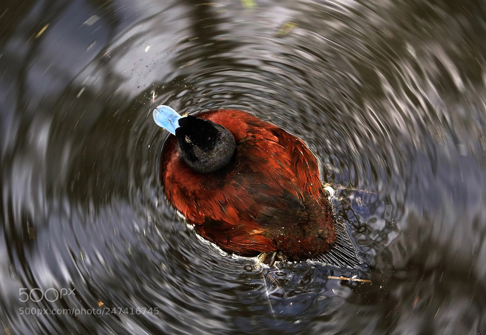 Canon EOS 5D sample photo. Blue billed duck photography