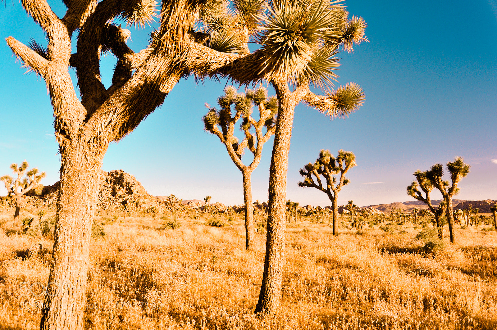 Nikon D90 sample photo. More joshua trees photography