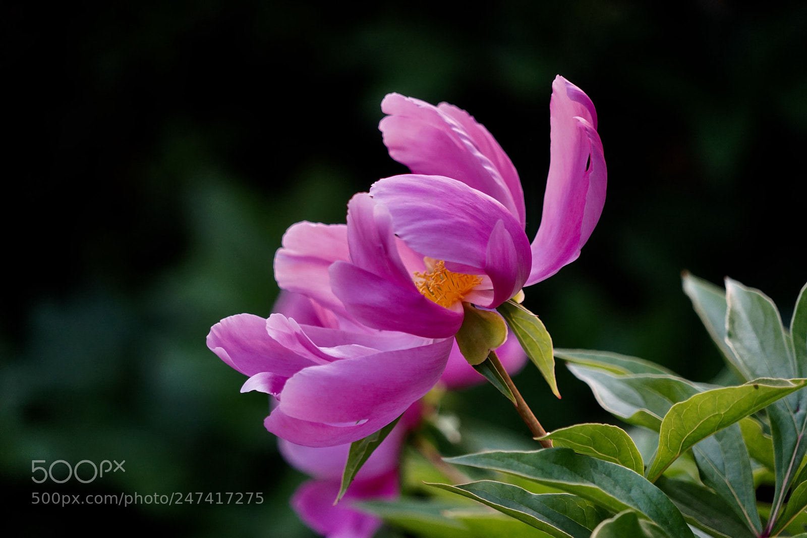 Sony a7 sample photo. 芍药 photography