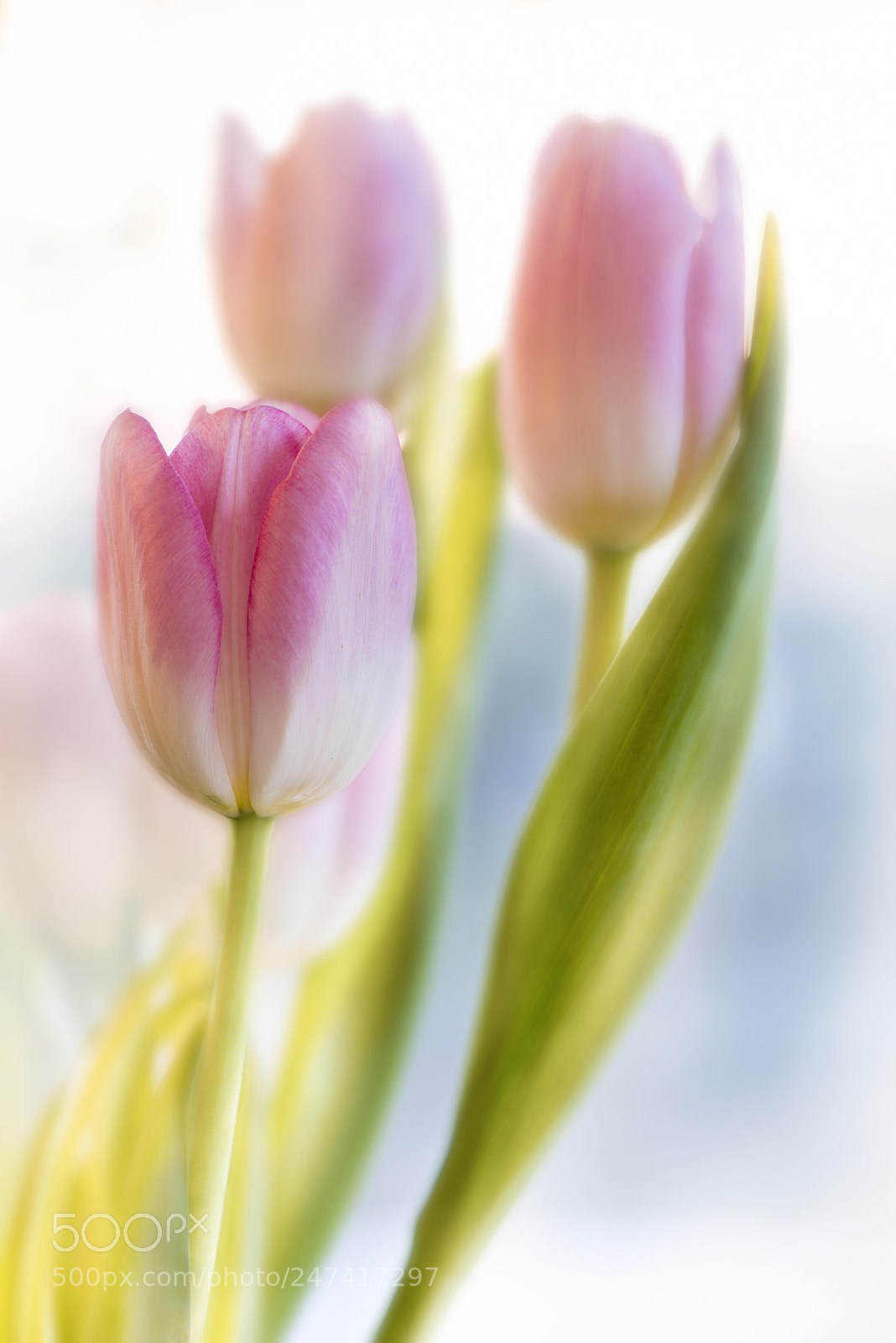 Nikon D810 sample photo. Tulips photography