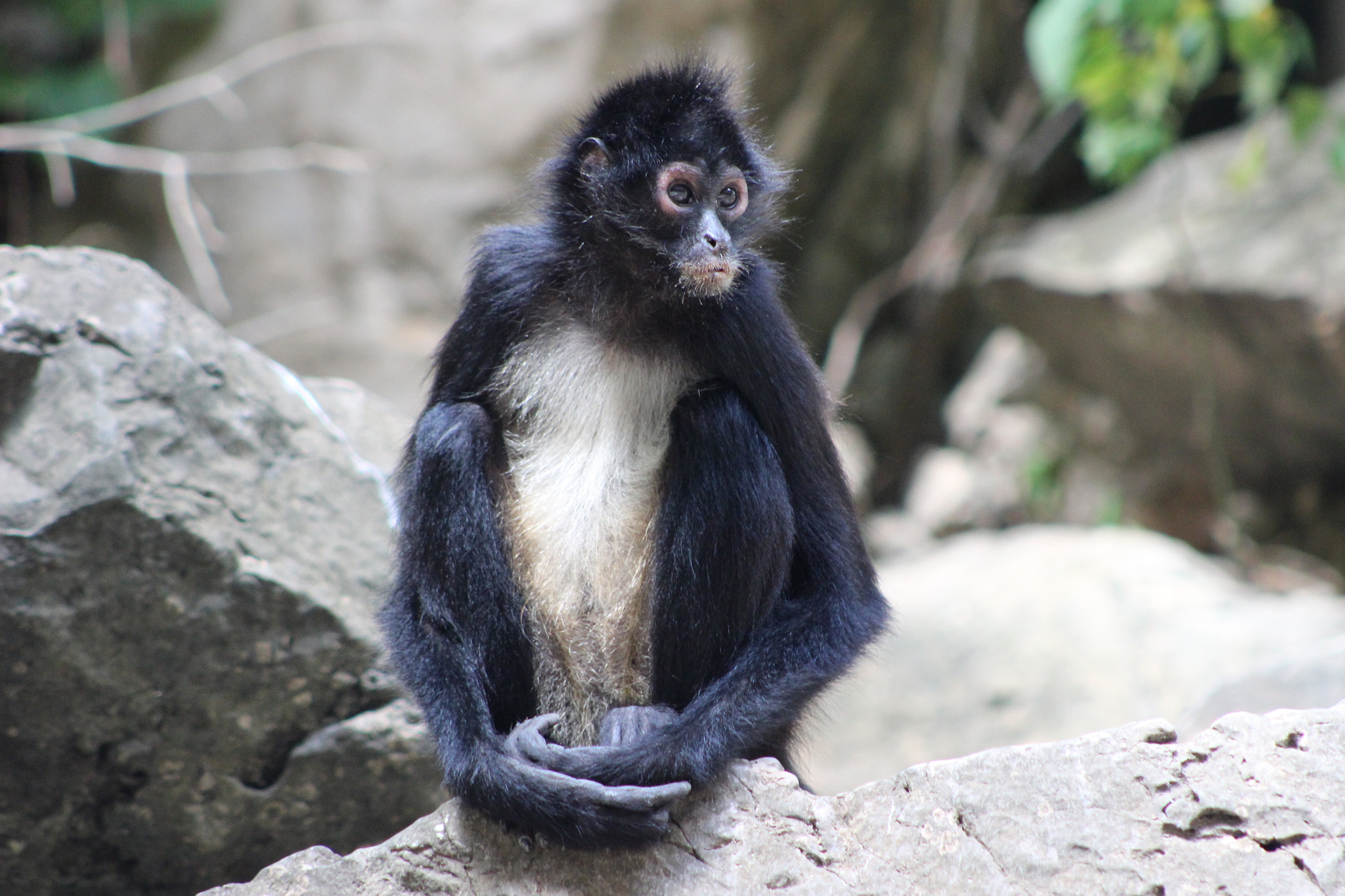 EF75-300mm f/4-5.6 sample photo. Monkey photography