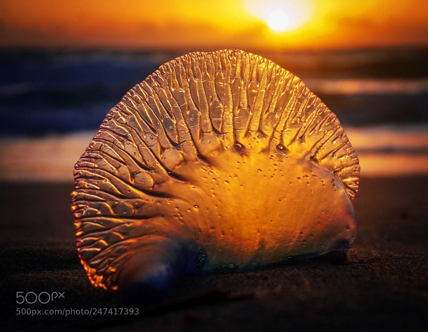 Sony a5100 sample photo. Sunrises with portuguese man photography