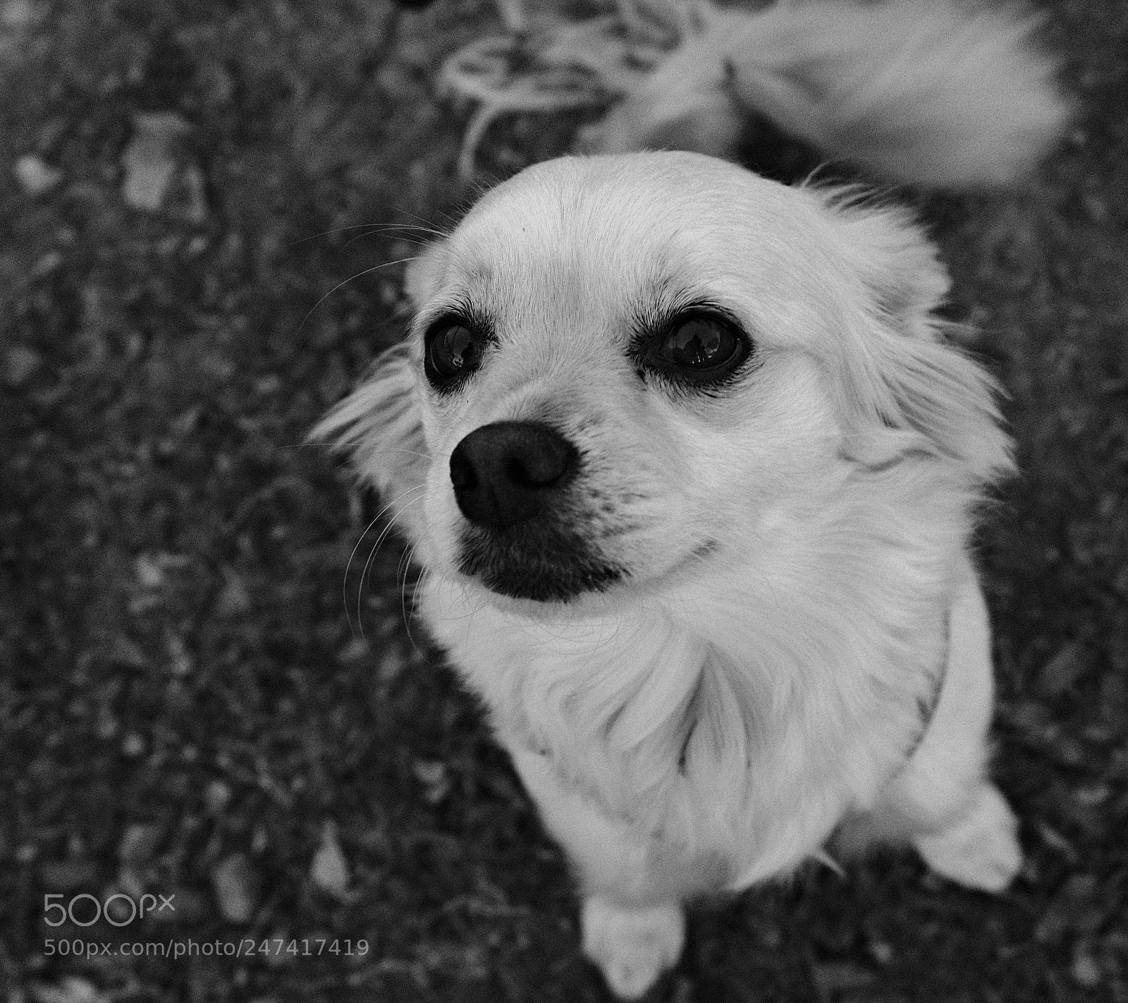 Fujifilm X100F sample photo. Dog project_1 photography