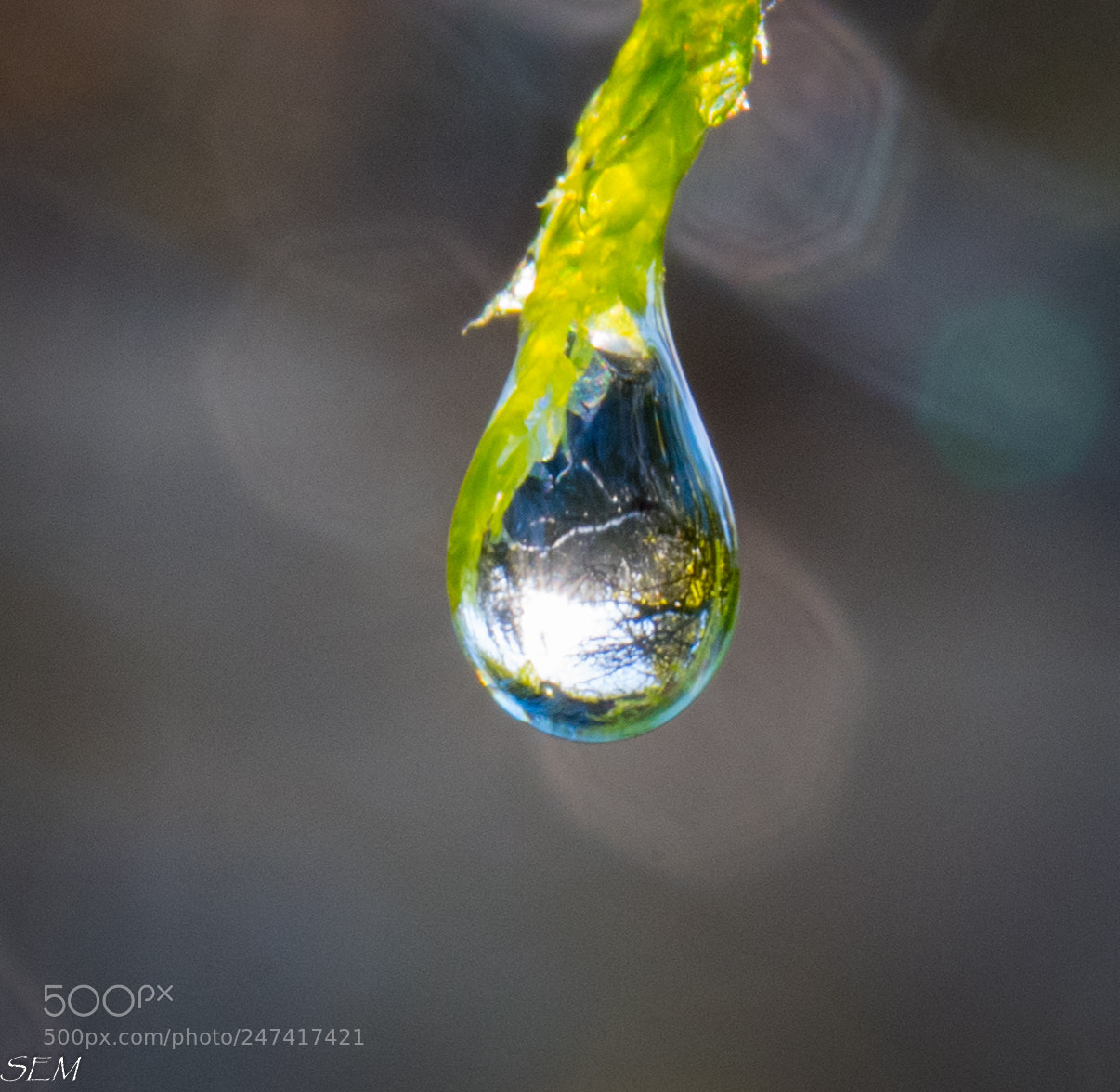 Nikon D850 sample photo. Mossdropfeb photography