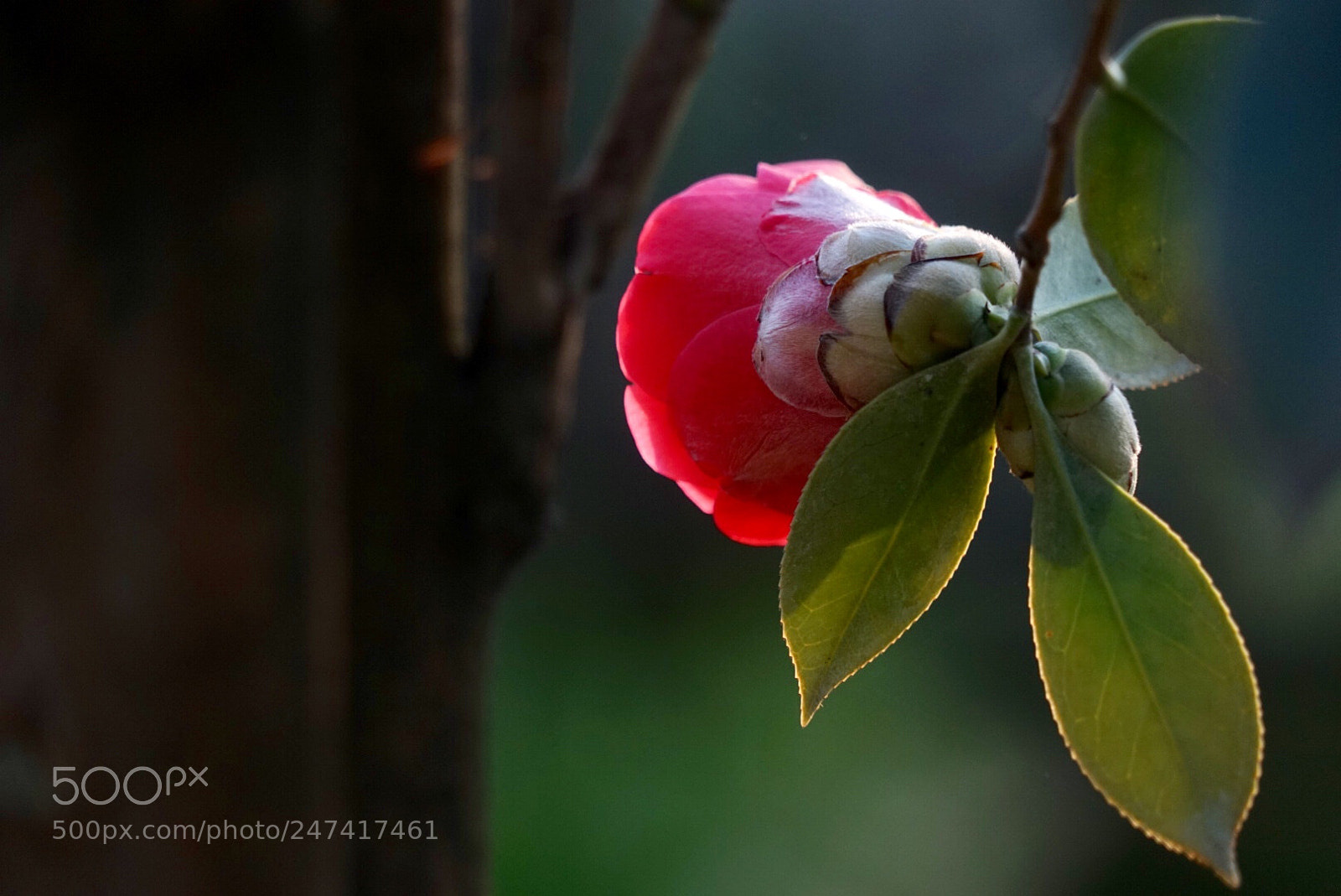 Sony a7 sample photo. 茶花 photography