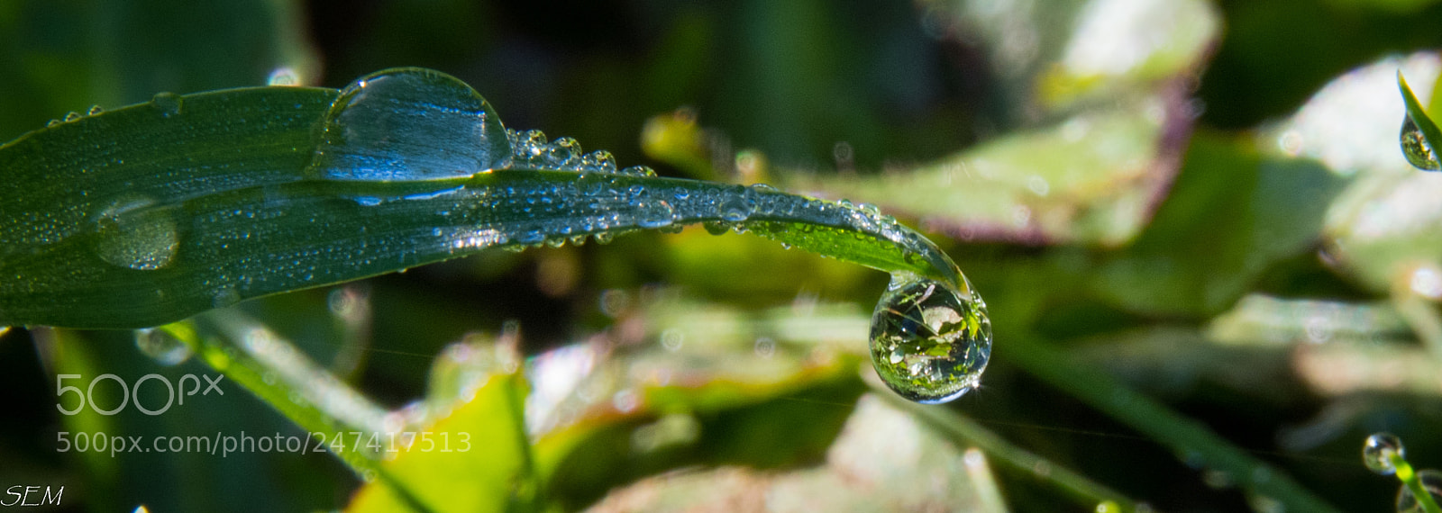 Nikon D850 sample photo. Wetgrassfeb photography