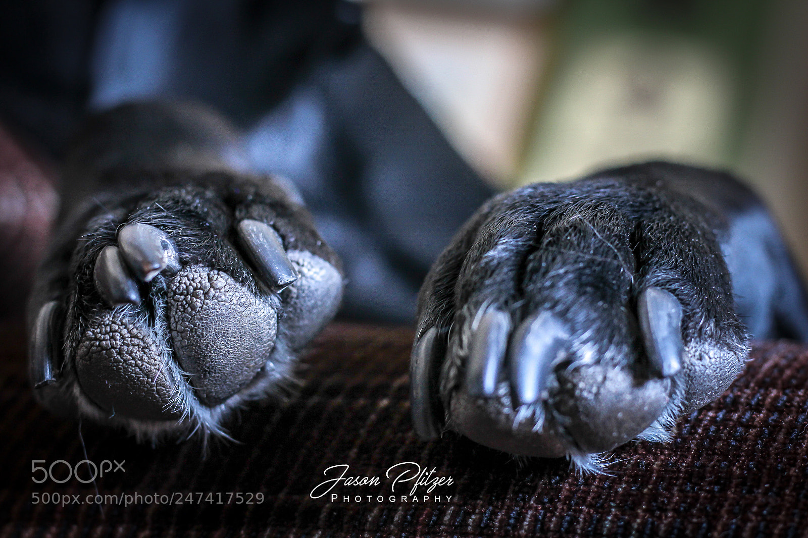 Canon EOS 1300D (EOS Rebel T6 / EOS Kiss X80) sample photo. Puppy paws photography