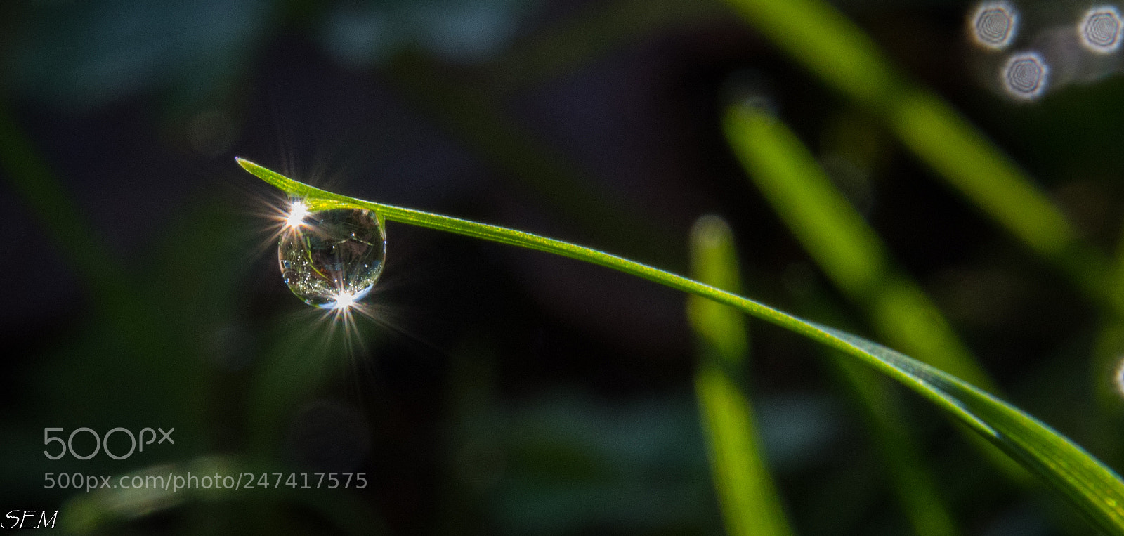 Nikon D850 sample photo. Sideyard jan photography