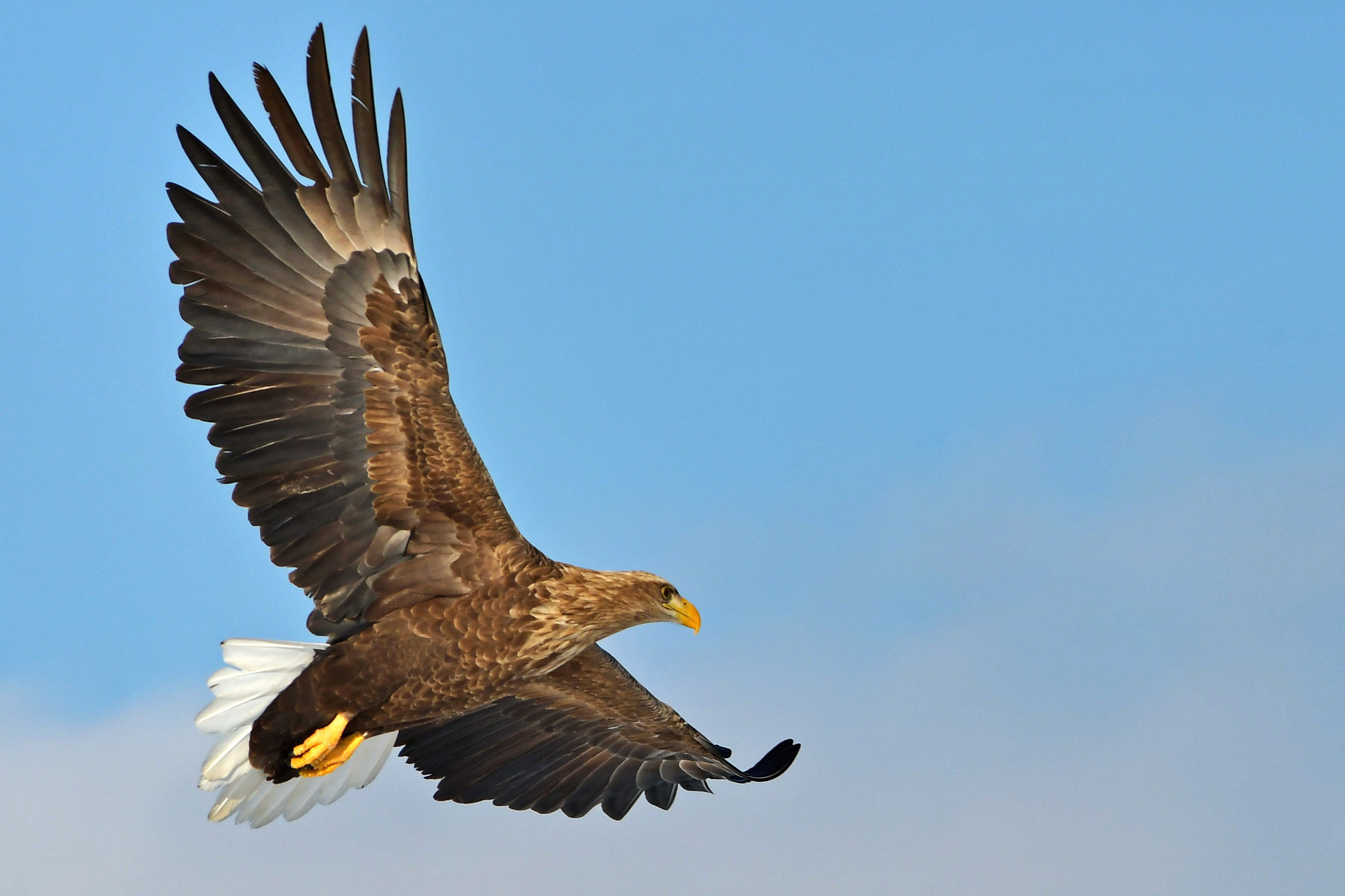 Nikon AF-S Nikkor 300mm F2.8G ED VR II sample photo