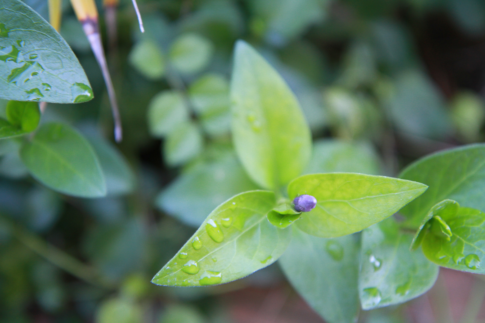 Canon EF-S 17-55mm F2.8 IS USM sample photo. Img photography