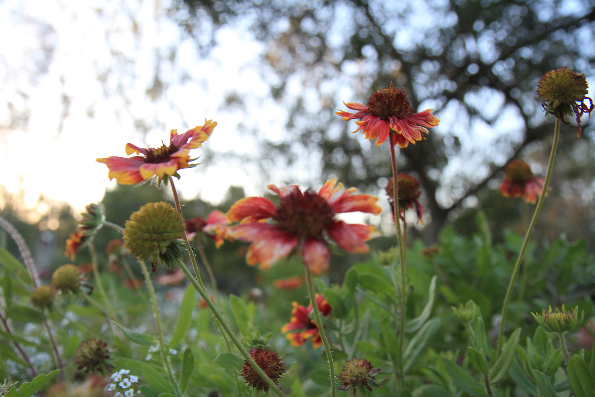 Canon EF-S 17-55mm F2.8 IS USM sample photo. Img photography