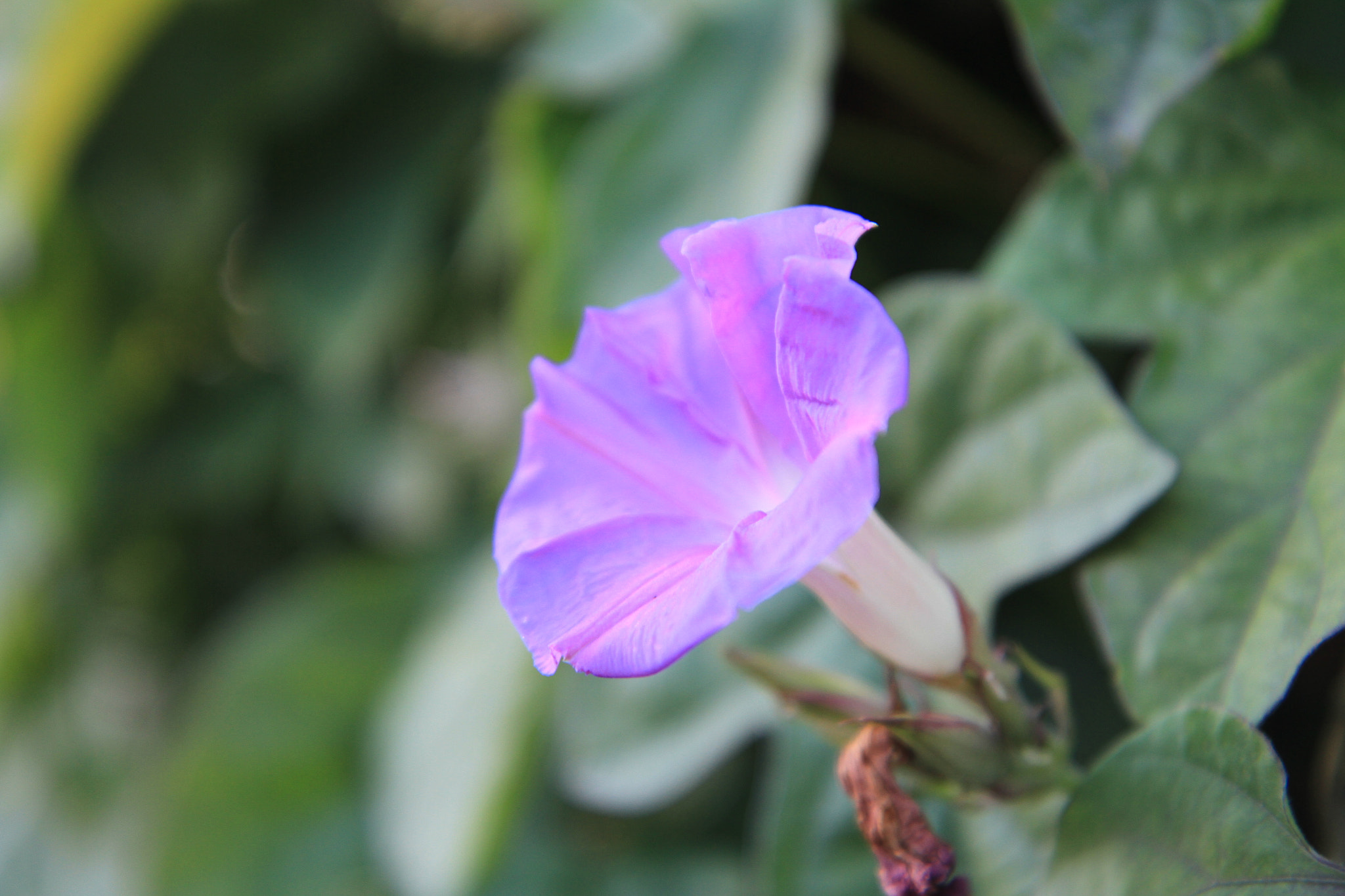 Canon EF-S 17-55mm F2.8 IS USM sample photo
