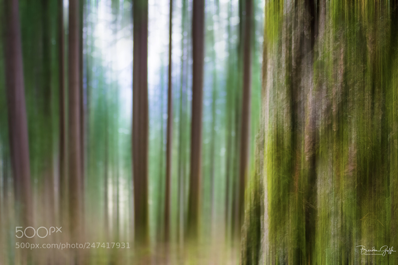 Canon EOS 1200D (EOS Rebel T5 / EOS Kiss X70 / EOS Hi) sample photo. Icm mossy trees photography