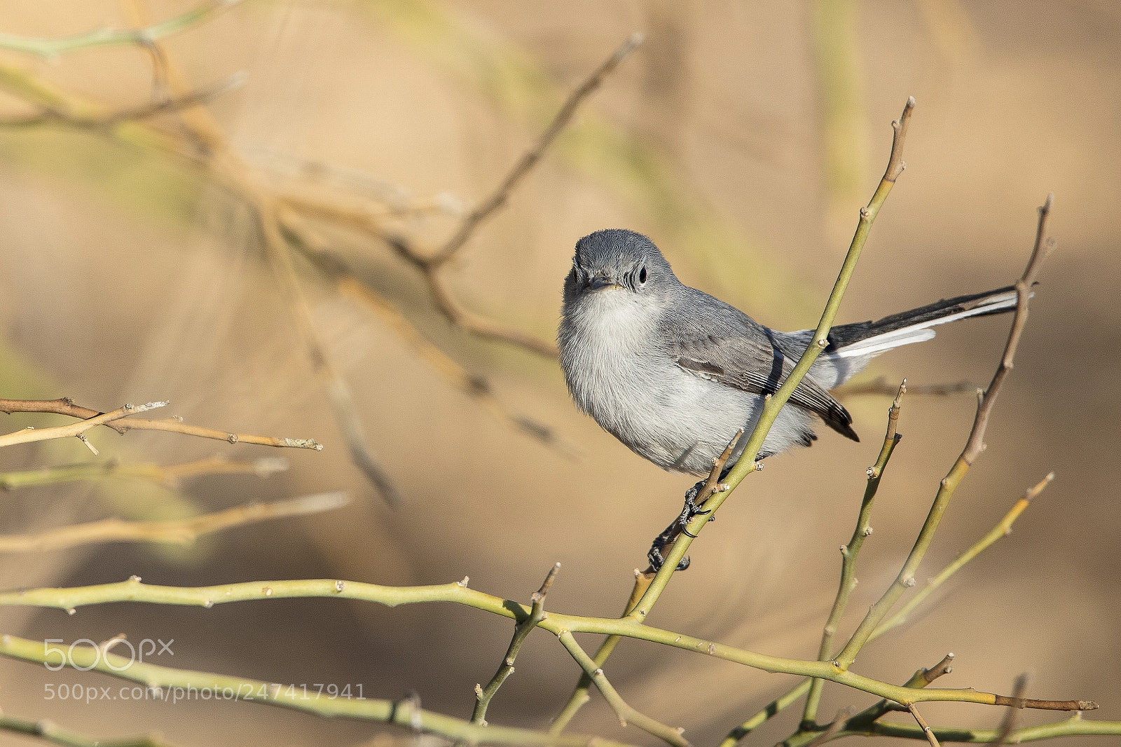 Canon EOS 5DS R sample photo. Grey bird photography