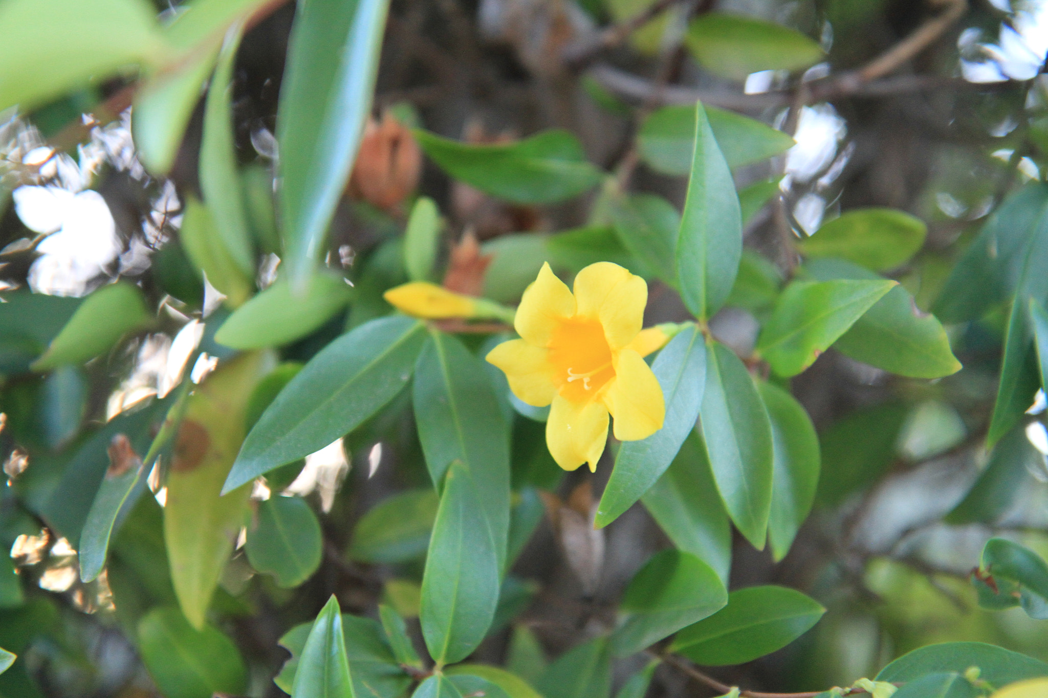 Canon EF-S 17-55mm F2.8 IS USM sample photo