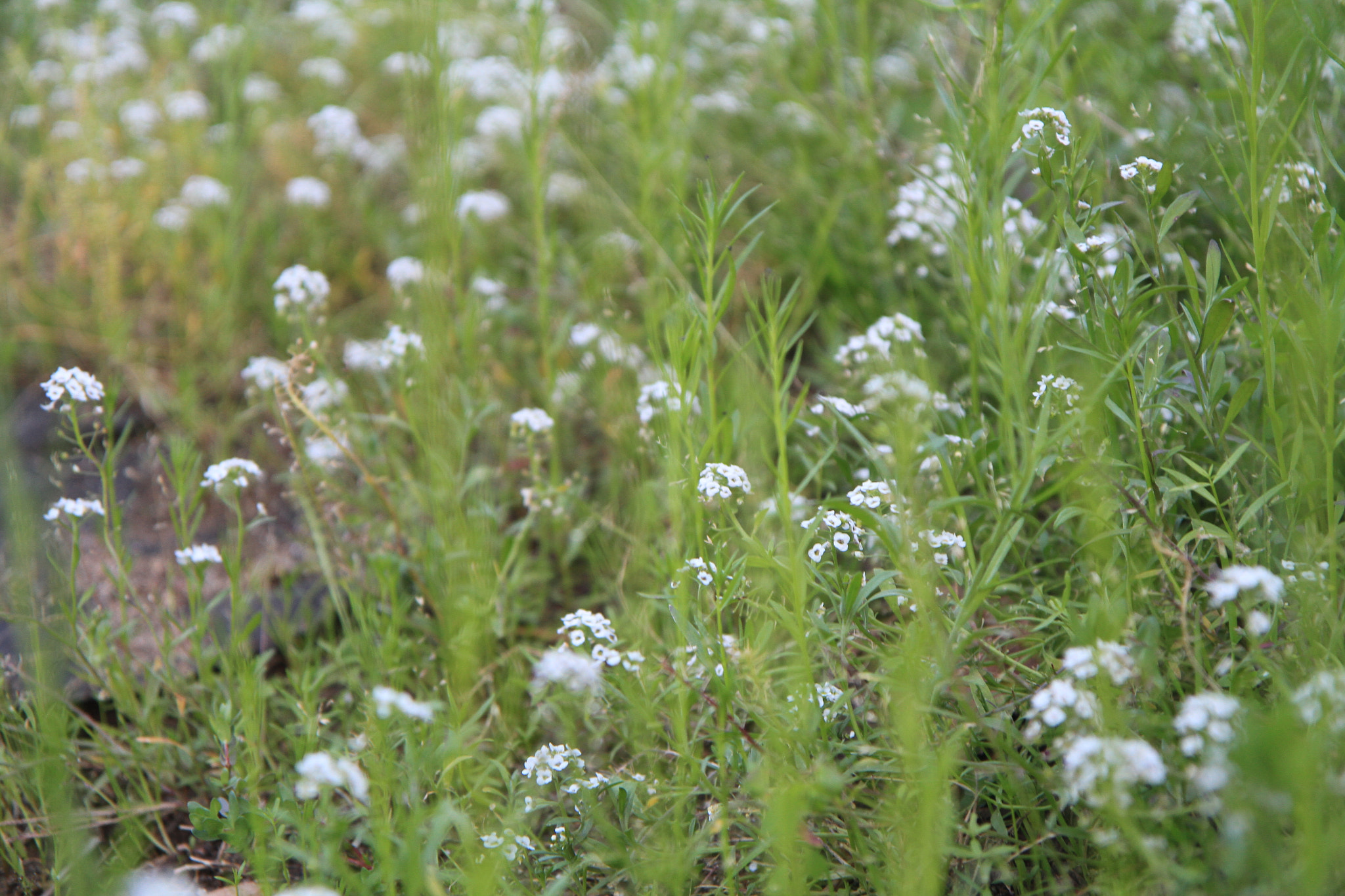 Canon EOS 7D + Canon EF-S 17-55mm F2.8 IS USM sample photo