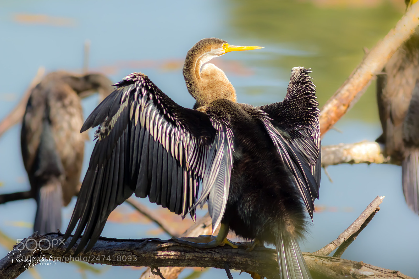 Canon EOS 550D (EOS Rebel T2i / EOS Kiss X4) sample photo. Oriental darter photography