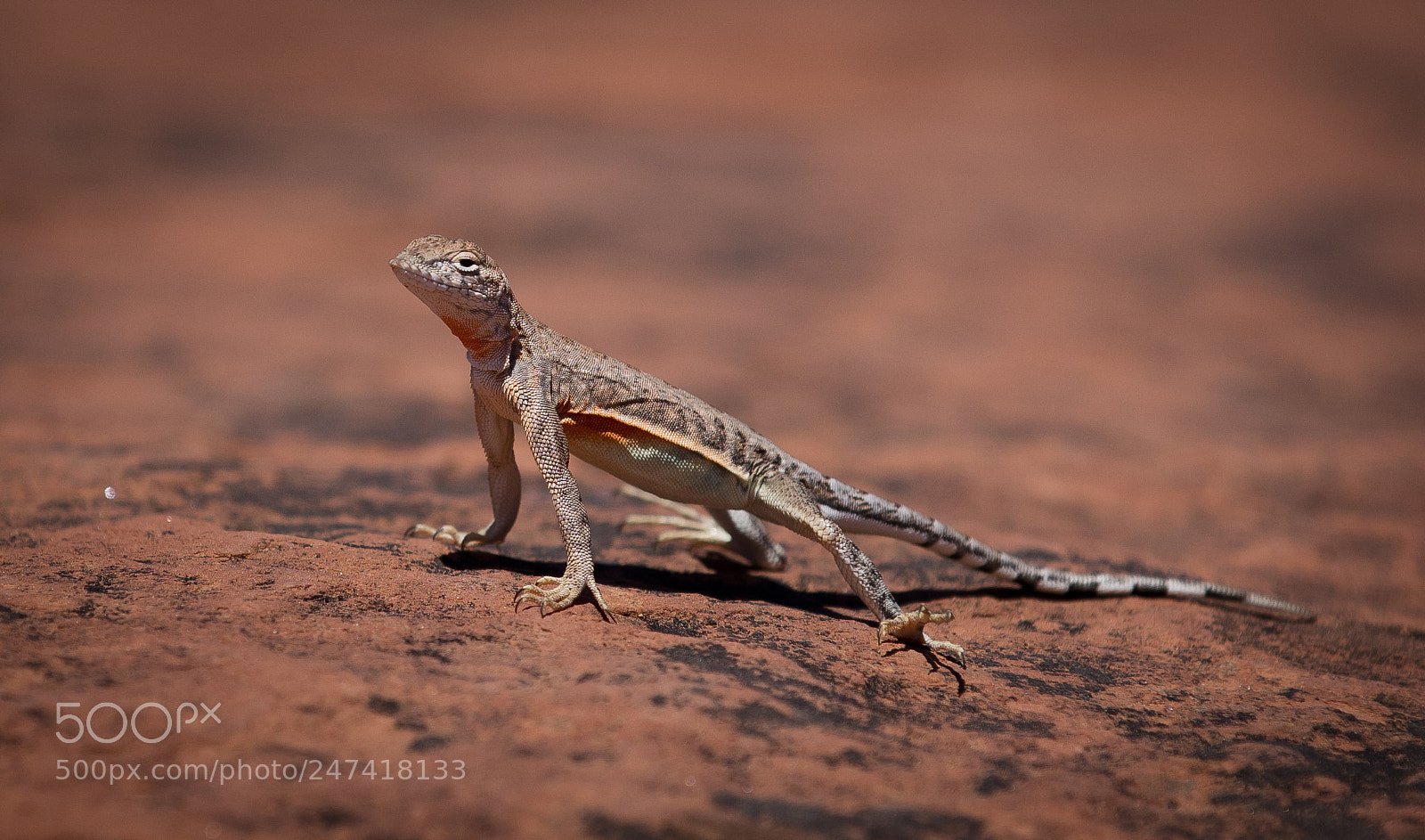 Canon EOS 5DS R sample photo. Lizard in sedona, az photography