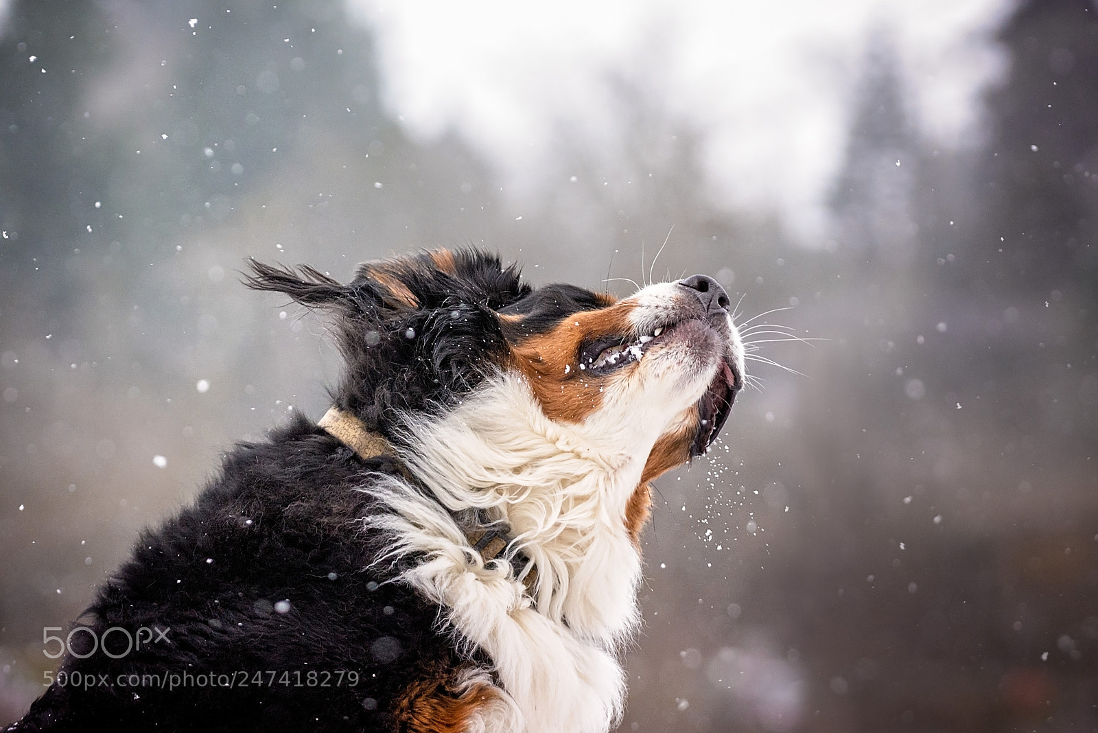 Nikon D610 sample photo. Muk catching snow ball photography