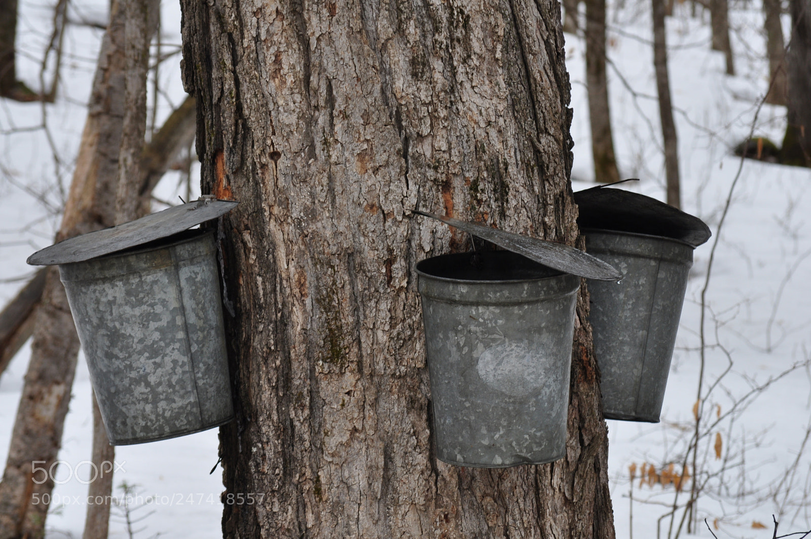 Nikon D5000 sample photo. Spring sap photography