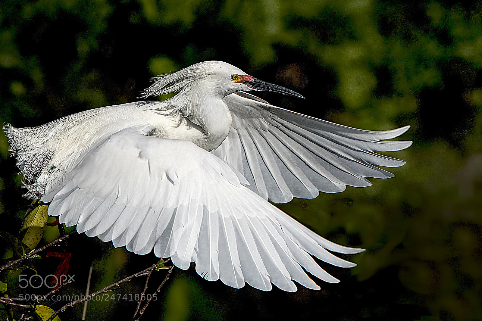 Nikon D810 sample photo. Angel wings photography