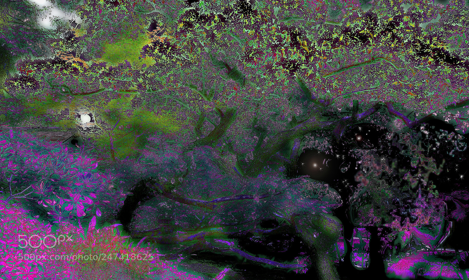 Nikon D300 sample photo. Paradoxical colonies photography