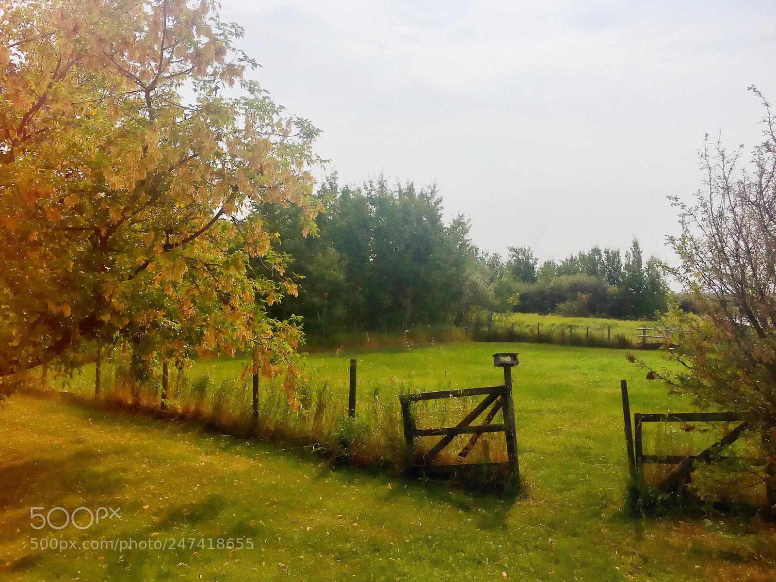 Apple iPhone 6s Plus sample photo. Summer in the prairies photography