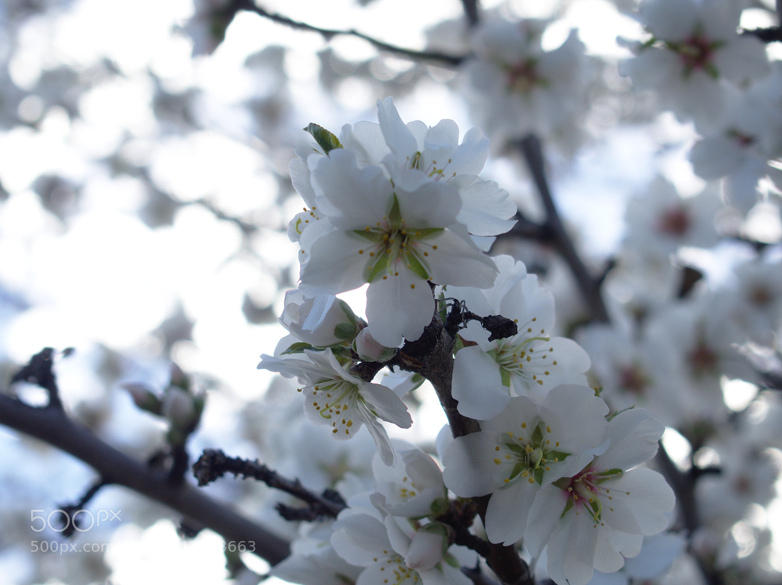 Olympus OM-D E-M10 II sample photo. Almond flower photography