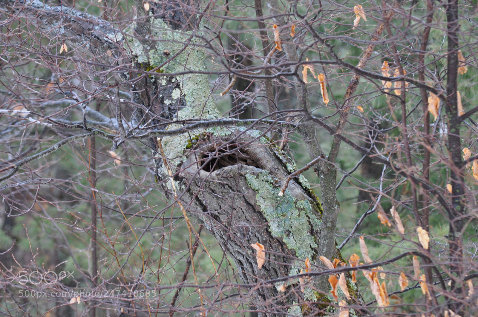 Nikon D5000 sample photo. Forest creature photography